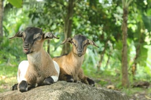 goats-249226_1280-1