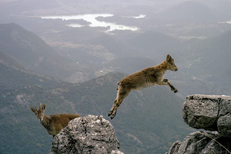 Goat jumping